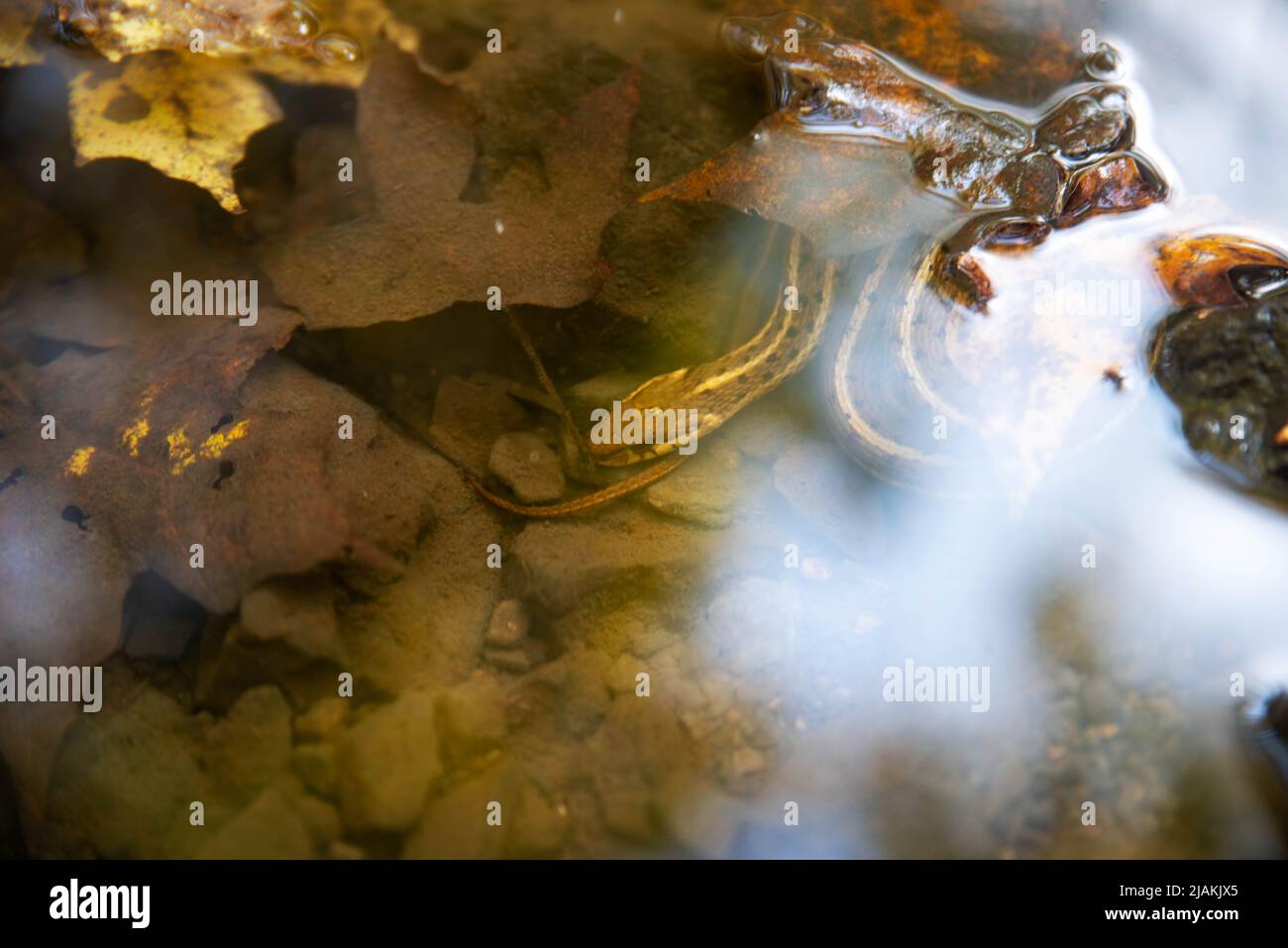 Un serpente garter thamnophis sirtalis alla base di un flusso della Pennsylvania da autunno lascia con cielo blu e le nuvole riflesse nell'acqua. Foto Stock