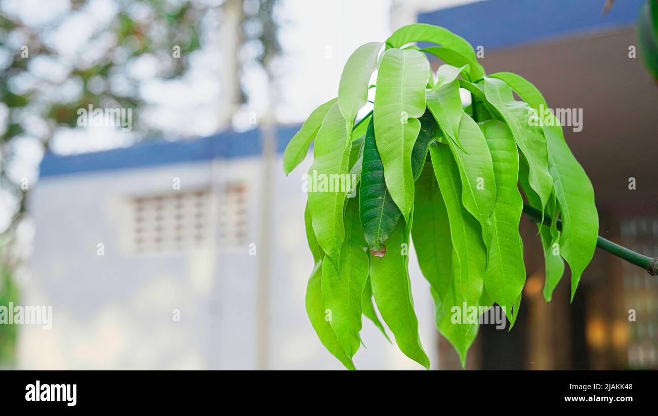 Foglie giovani di Polyalthia longifolia o l'Ashoka originaria dell'India un albero sempreverde. È un albero importante nelle tradizioni culturali del Foto Stock