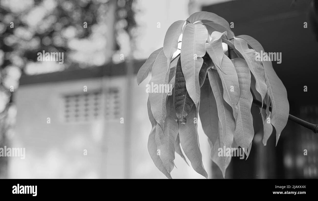 Colpo bianco e nero, Polyalthia longifolia o l'Ashoka originaria dell'India un albero sempreverde. È un albero importante nelle tradizioni culturali o Foto Stock