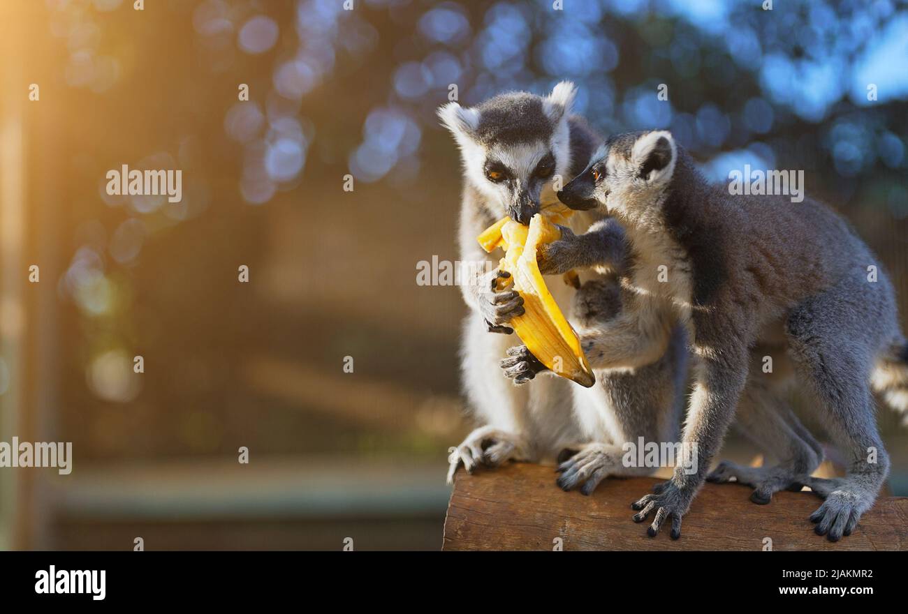 Lemuri che mangiano banana nel parco nazionale. Lemuroidea. Foto Stock