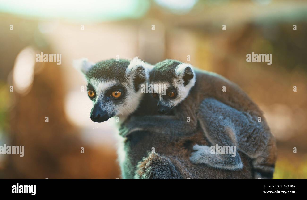 Ritratto di lemure con cucciolo nel parco nazionale. Lemuroidea. Foto Stock