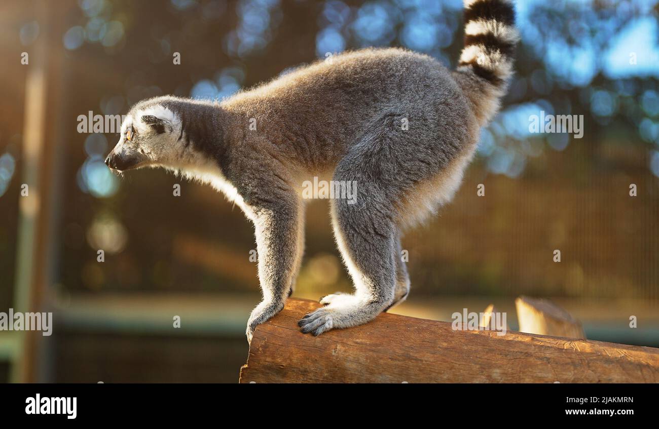 Ritratto di lemure nel parco nazionale. Lemuroidea. Foto Stock
