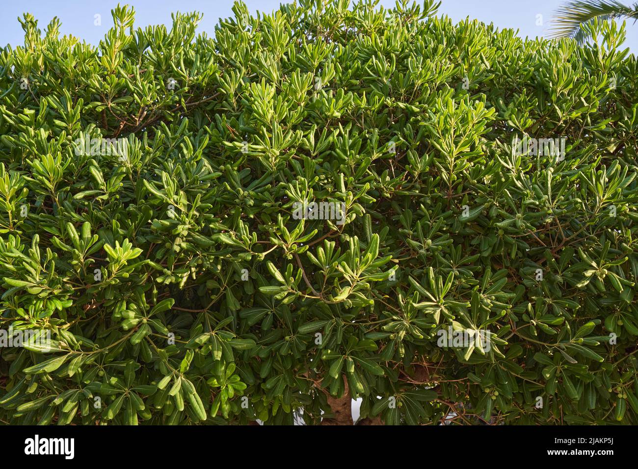 Macchia di Pittosporum con vegetazione lussureggiante in un giardino di casa Foto Stock