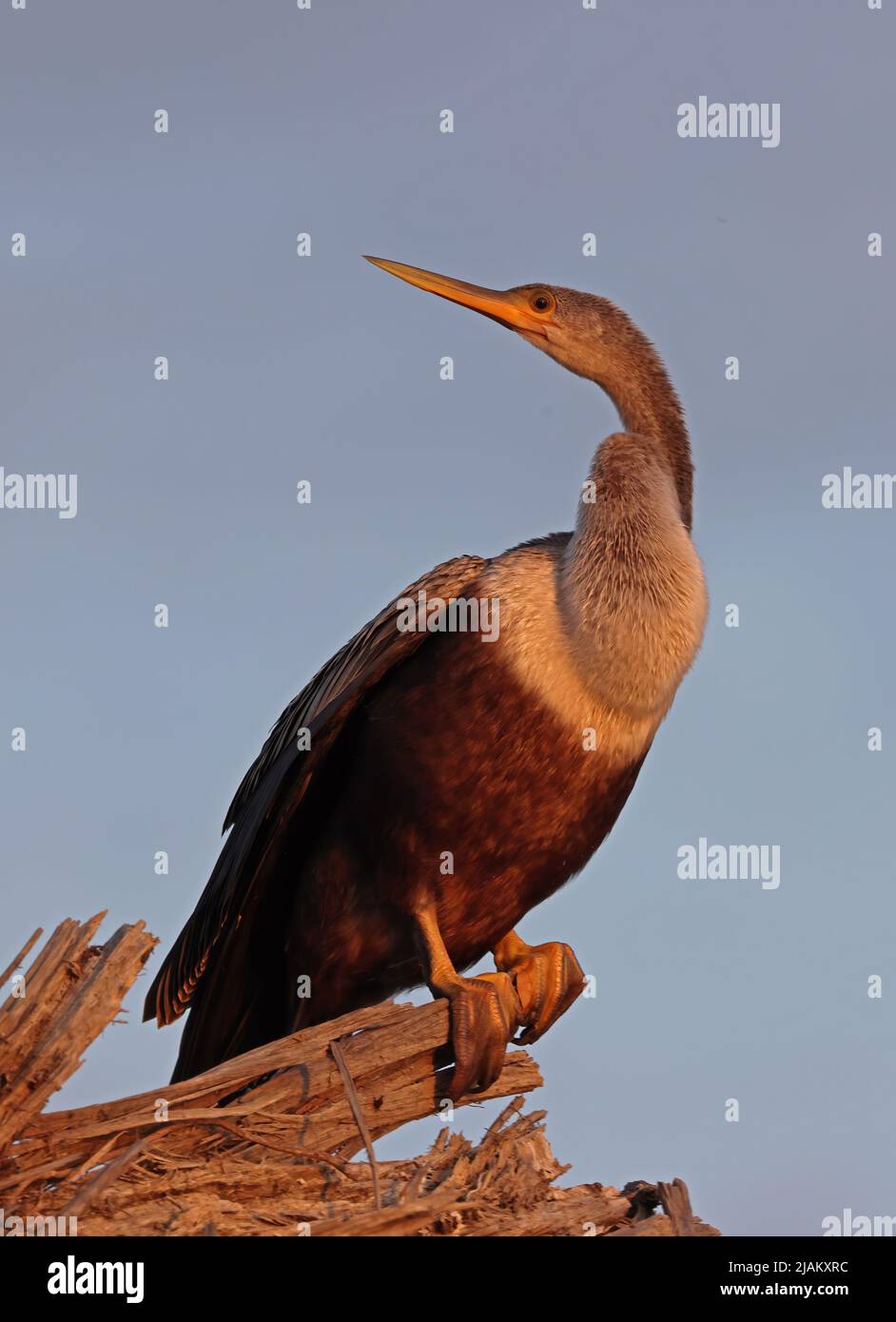 Anhinga (Anhinga anhinga leucogaster) donna adulta arroccata su ramo morto al mattino presto lightCarara, Costa Rica Marzo Foto Stock