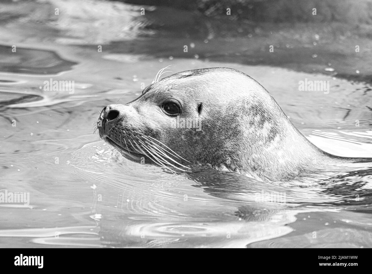 Sigillare la testa in bianco e nero, guardando fuori dall'acqua. Primo piano del mammifero. Specie in pericolo in Germania. Foto animale Foto Stock