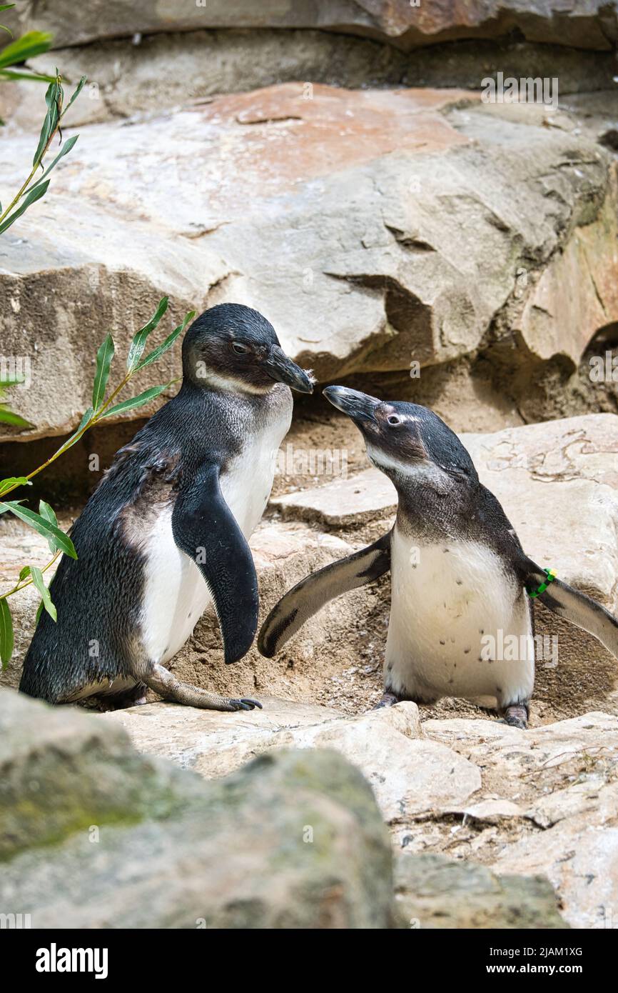 baci pinguino. uccelli bianchi e neri in coppia sulla terra. foto animali da vicino. scatto dettagliato Foto Stock