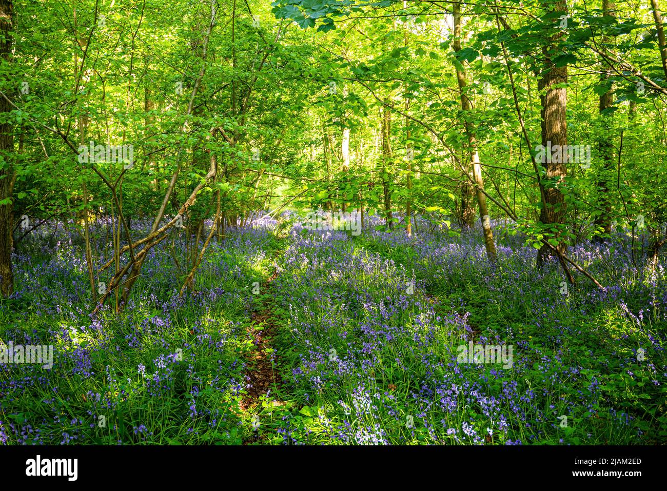 Bluebells in una foresta inglese Foto Stock