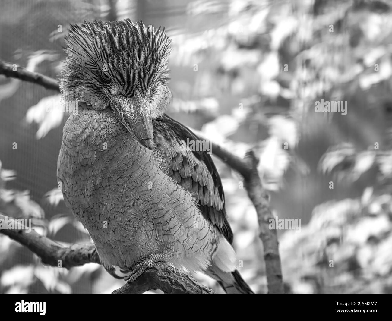 Ride Hans in bianco e nero. Su un ramo. Bellissimo piumaggio colorato dell'uccello australiano. Interessante osservazione dell'animale. Foto animali Foto Stock
