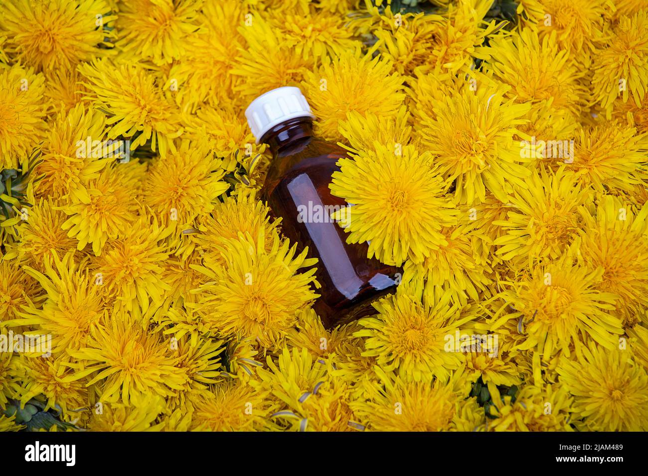 Una bolla che giace nei fiori di dente di leone, primo piano Foto Stock