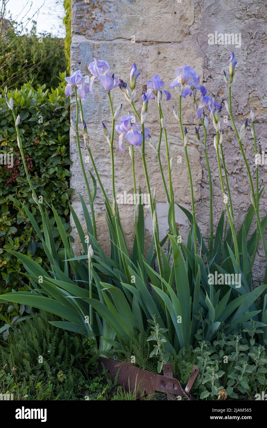 Iris bearded che cresce contro muro di pietra, Francia Foto Stock