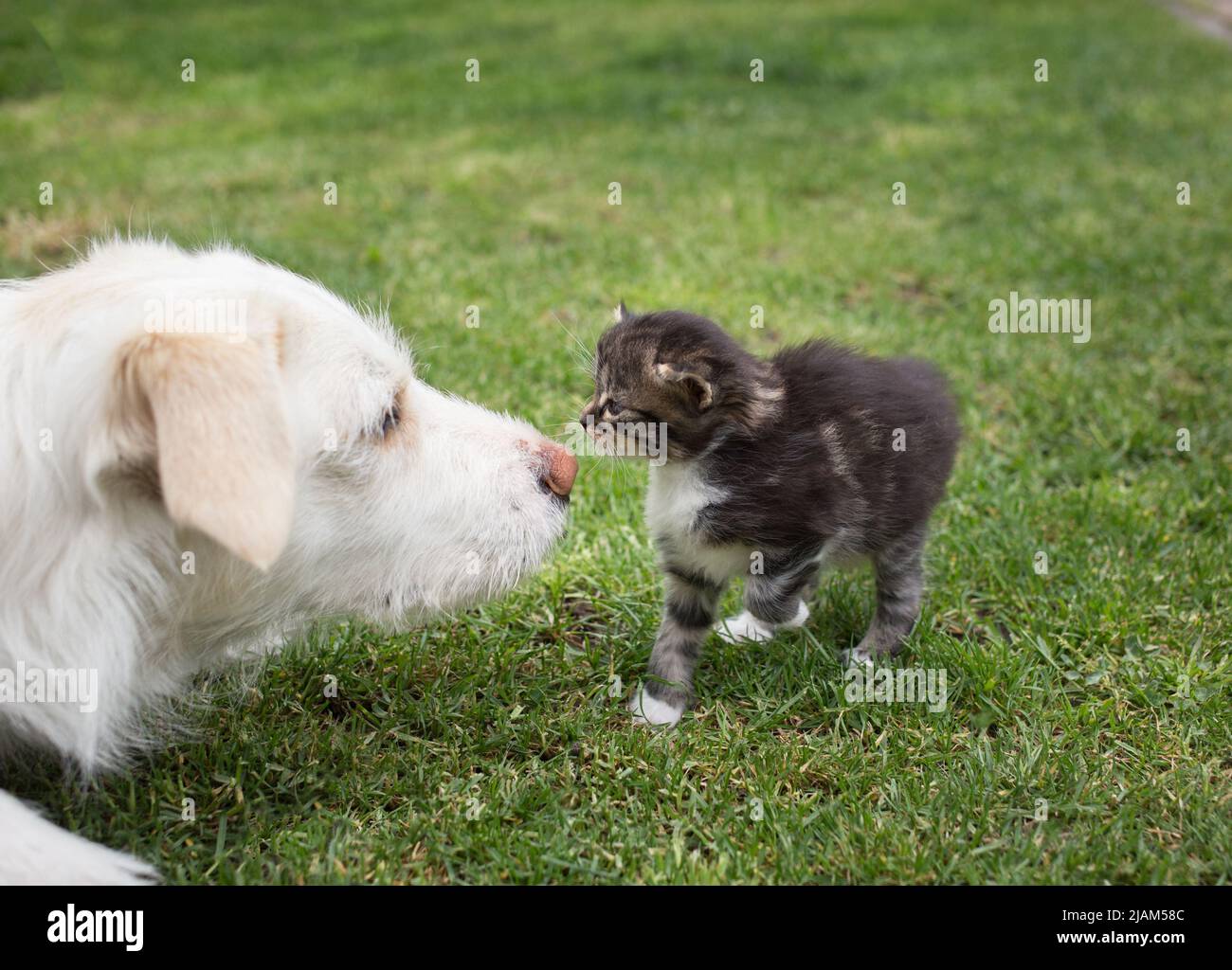 il grande cane bianco ha incontrato un piccolo gattino, si annidano sull'erba verde. incontro amichevole, rapporto tra gli animali, conoscere un nuovo animale domestico. Foto Stock