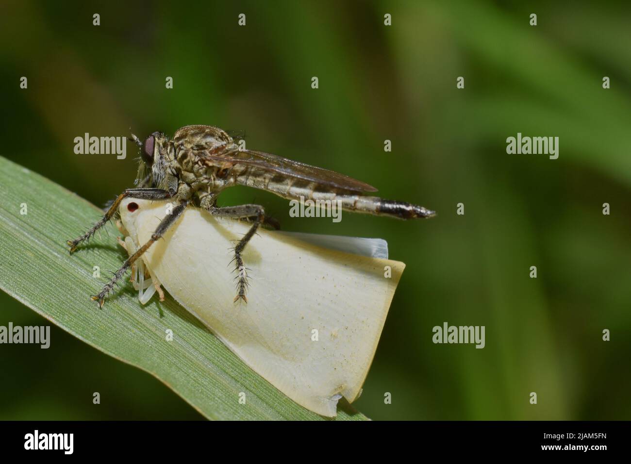 Una mosca rapina che cattura un planthopper come preda. Foto Stock
