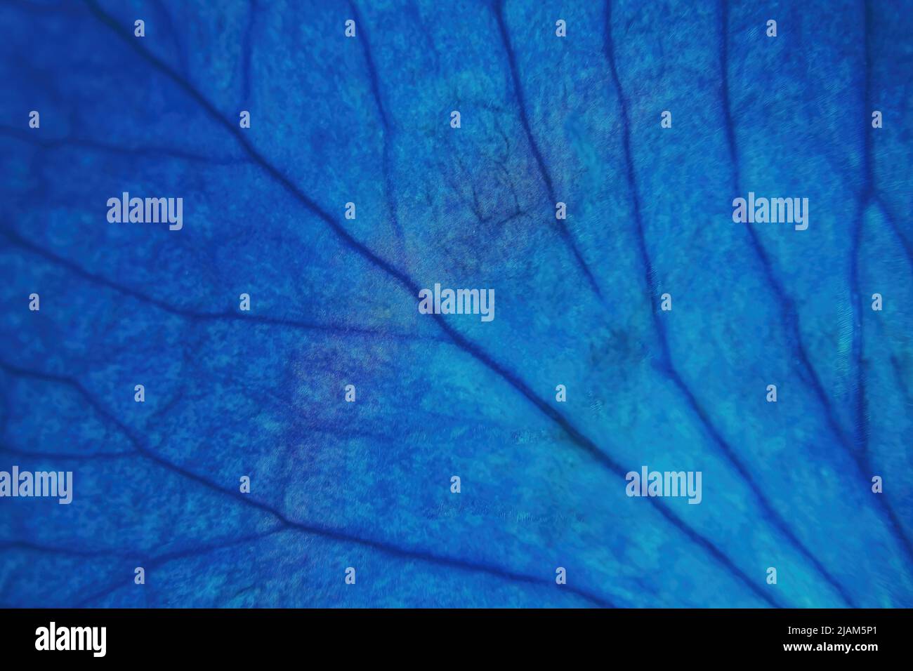 Un primo piano di un petalo di rosa di colore blu e le vene che si espandono attraverso Foto Stock