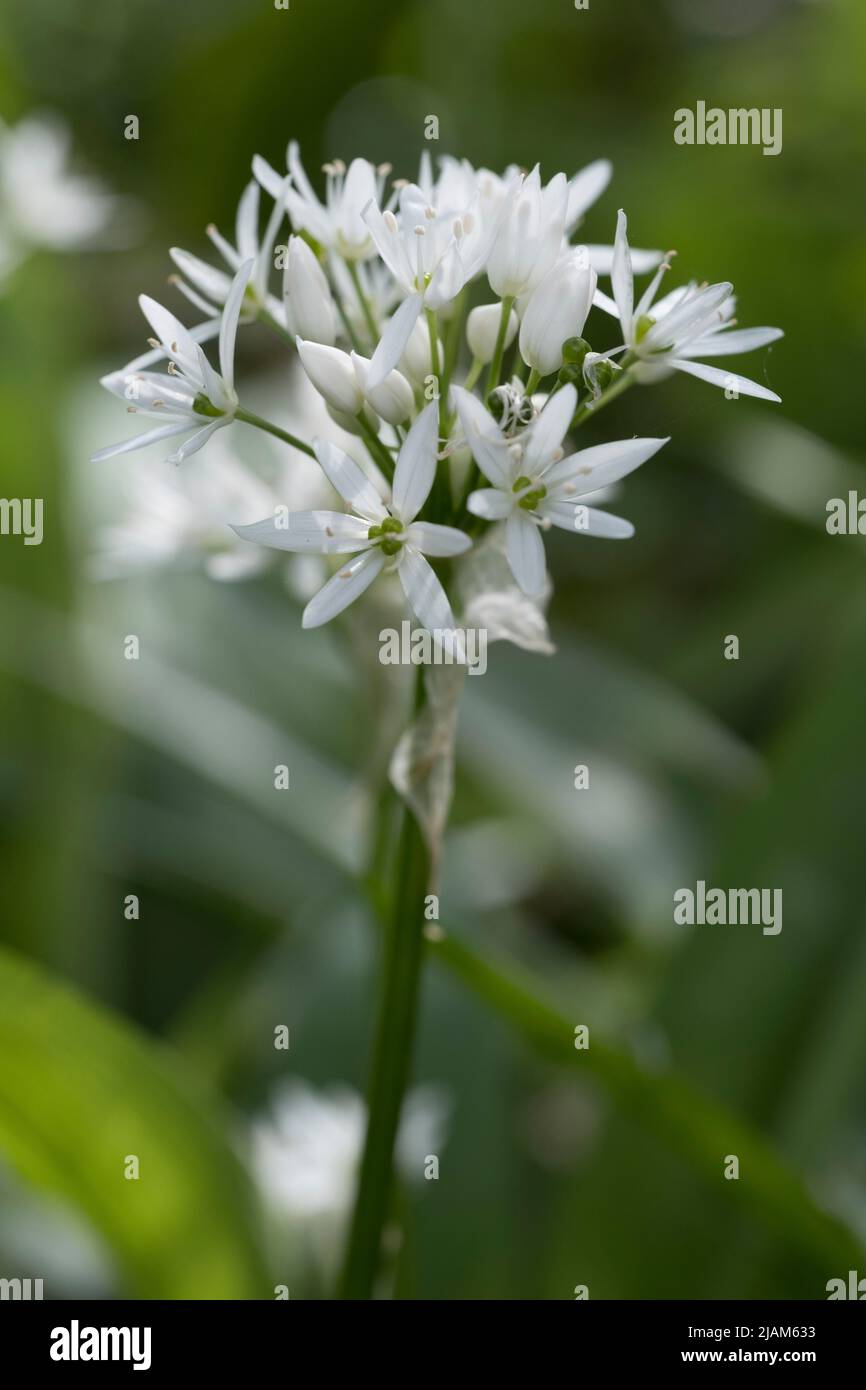 Allium ursinum, aglio selvatico, riscomi Foto Stock