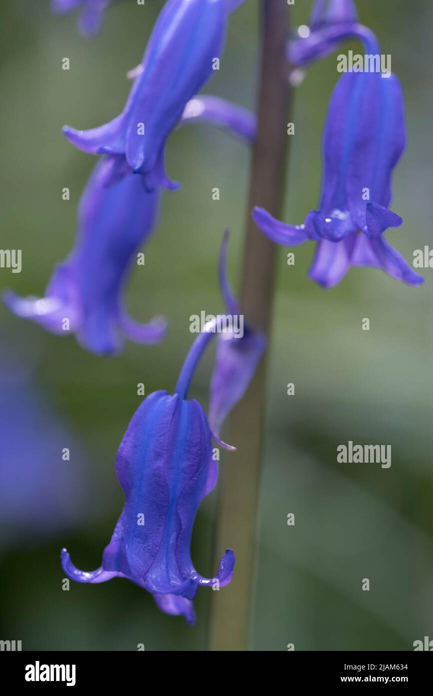 Hyacinthoides non-scripta, Bluebell inglese Foto Stock