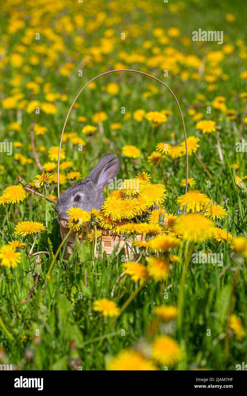Un piccolo coniglio grigio è seduto in un cestino nel mezzo di una radura con i dandelioni gialli Foto Stock