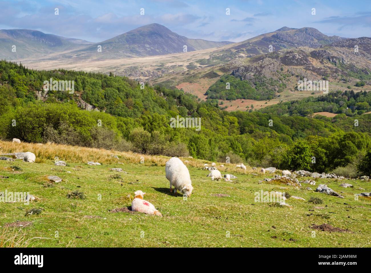 Pecore con agnelli pascolo sul Moel Siabod montagna fattoria con vista ai monti Carneddau attraverso la valle in Snowdonia. Capel Curig Conwy Galles Regno Unito Foto Stock