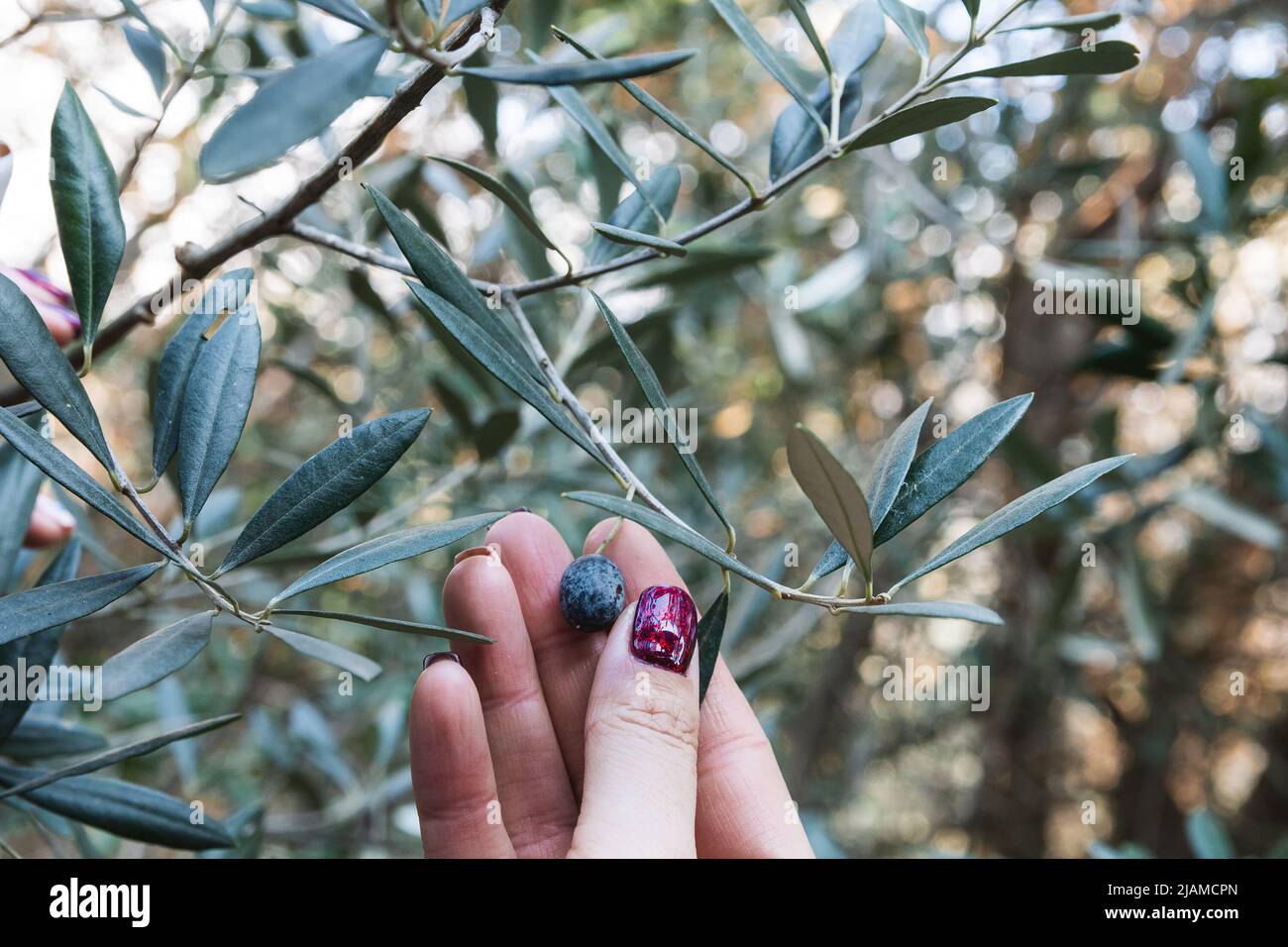Close-up delle mani di un caucasian olivicoltore mentre egli controlla ancora acerbe olive. Agricoltura tradizionale. Antichi mestieri. Foto Stock