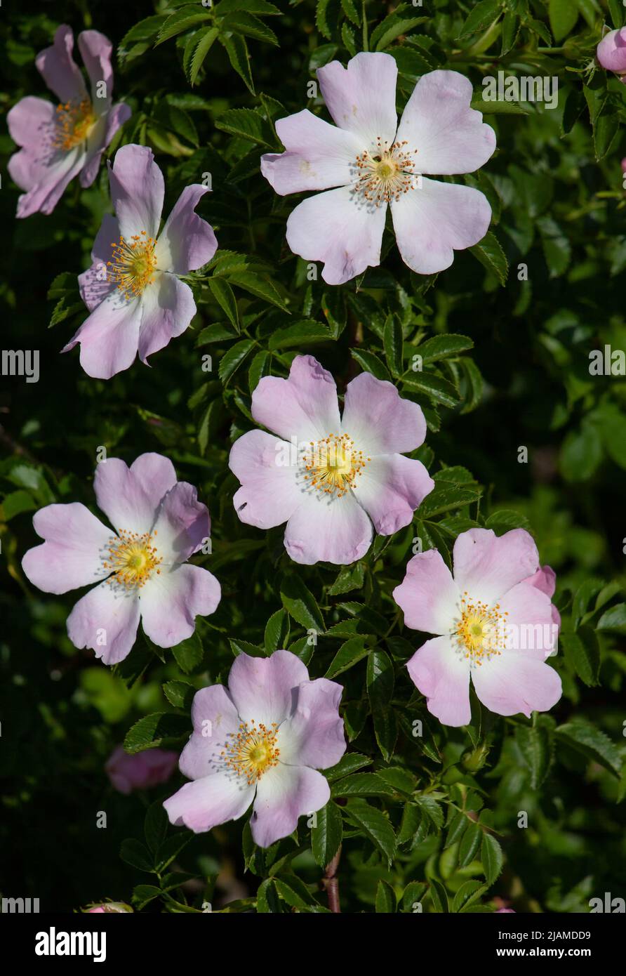 Hipshop, fiori rosa di anca. Cespuglio di rose selvatiche Foto Stock