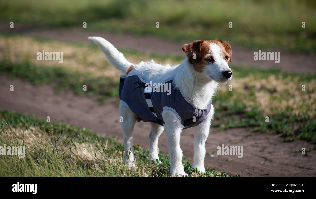 Jack Russell Terrier in coperta post-operatoria dopo la sterilizzazione  femminile. Isterectomia del cane. Cane dopo un intervento chirurgico a  piedi in natura Foto stock - Alamy