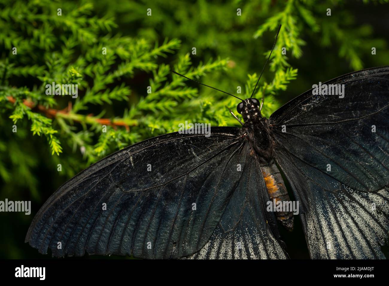 Grande farfalla mormone che vola liberamente nel Grande Vivario dell'Insettario di Montreal Foto Stock
