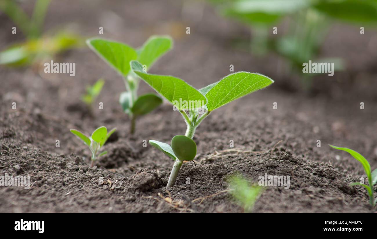 Un delicato e fragile germoglio di soia nel campo si estende verso il sole. Colture agricole in campo aperto. Messa a fuoco selettiva. Foto Stock