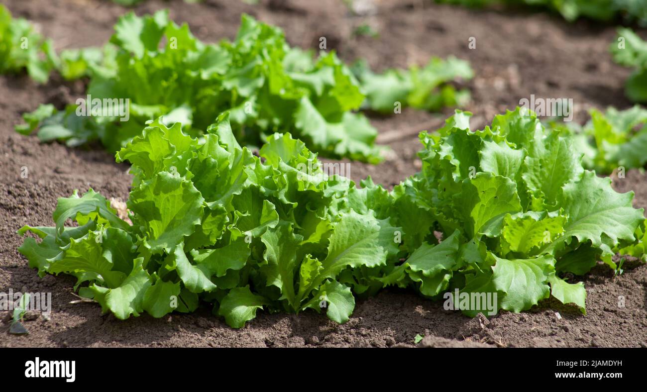La lattuga cresce nel suolo. Verdi giovani freschi che crescono in azienda, piante da vicino. Foto Stock