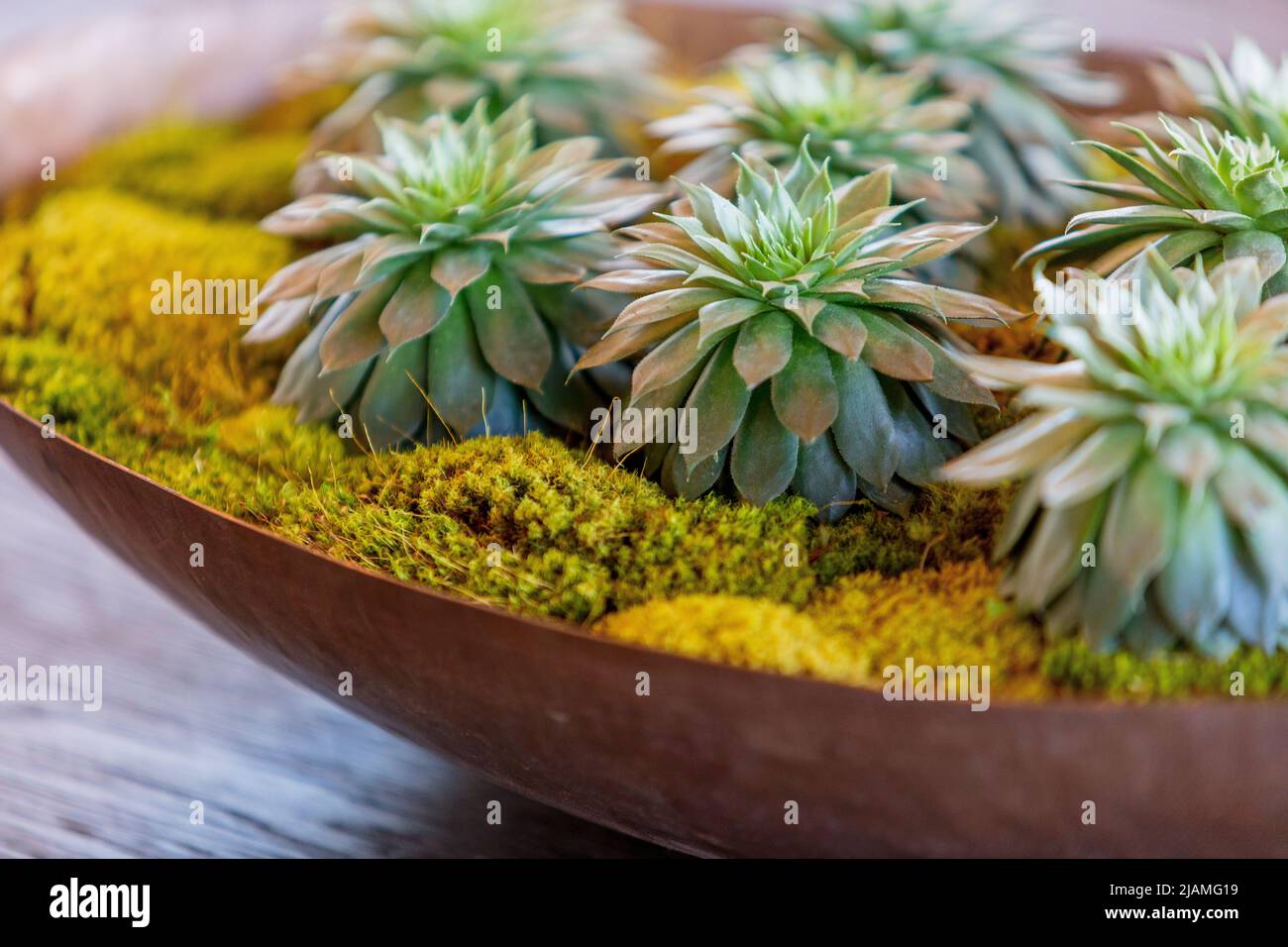 piante succulente in una ciotola Foto Stock