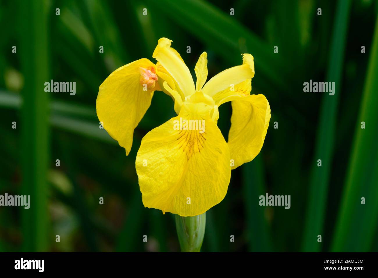La bandiera gialla iride (Iris pseudacorus), nota anche come bandiera gialla dell'iride o dell'acqua, è una pianta erbacea vigorosa che fiorisce e perenne presente nelle zone umide e negli stagni Foto Stock
