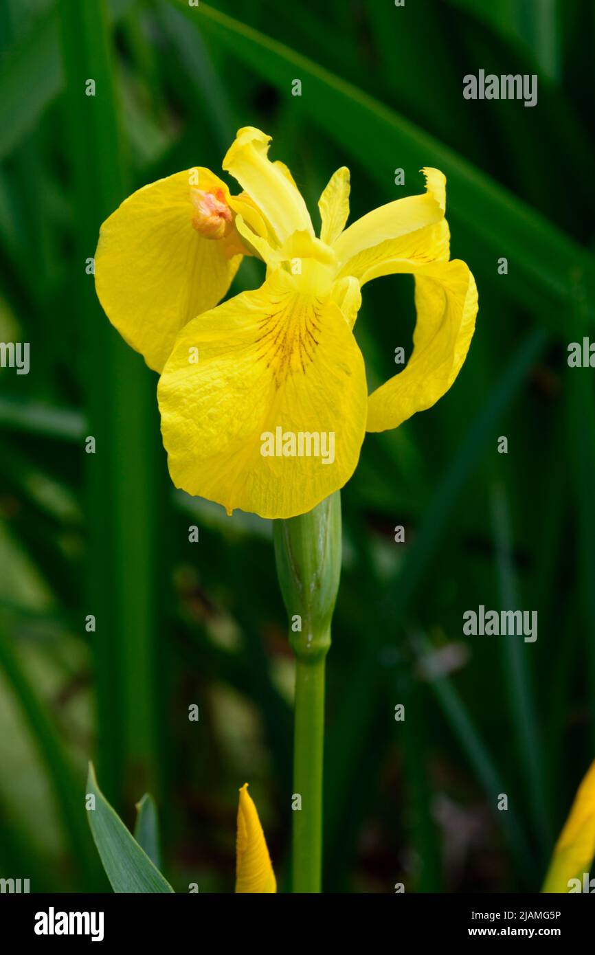 La bandiera gialla iride (Iris pseudacorus), nota anche come bandiera gialla dell'iride o dell'acqua, è una pianta erbacea vigorosa che fiorisce e perenne presente nelle zone umide e negli stagni Foto Stock
