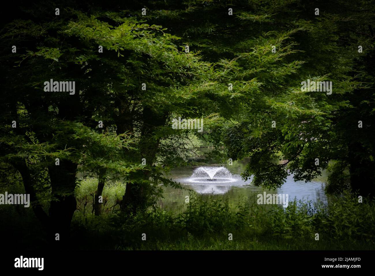 Ammira gli alberi molto rigogliosi che rivelano una fontana che gioca nel lago oltre. Si sente mistico, attraente e pacifico - quasi altro mondo. Foto Stock