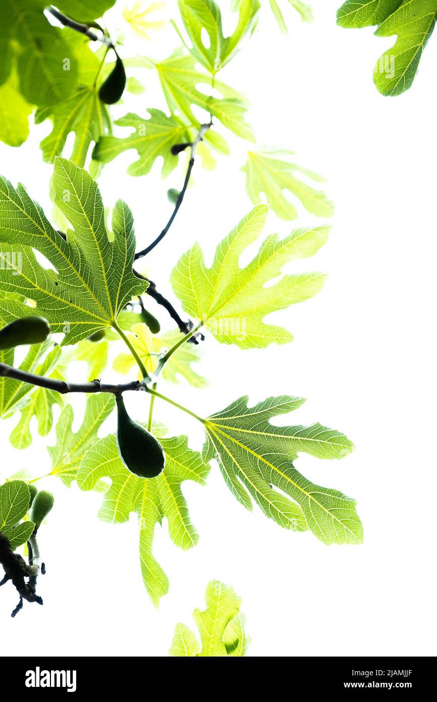 I fichi crescono sui rami della testa tra foglie splendidamente sagomate, illuminate contro il sole per mostrare i dettagli delle foglie. Modello come sfondo. Foto Stock