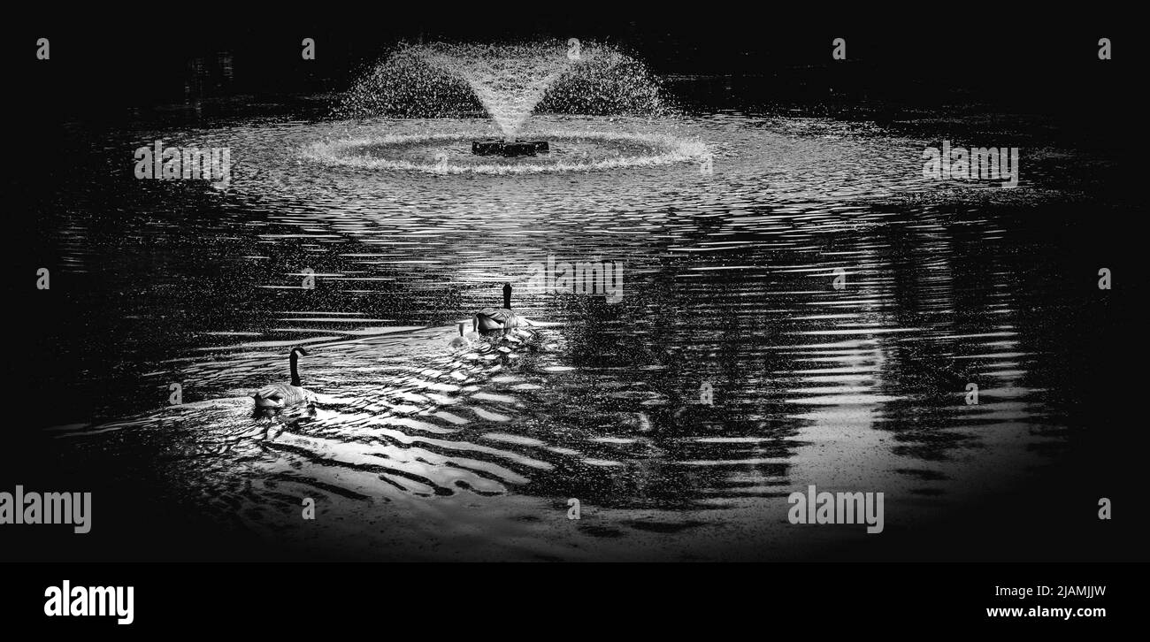 Fontana che gioca nel lago ai giardini Trewiten, avvicinandosi da due oche e i loro due passerelli lasciando una scia d'acqua mentre si muovono. Foto Stock