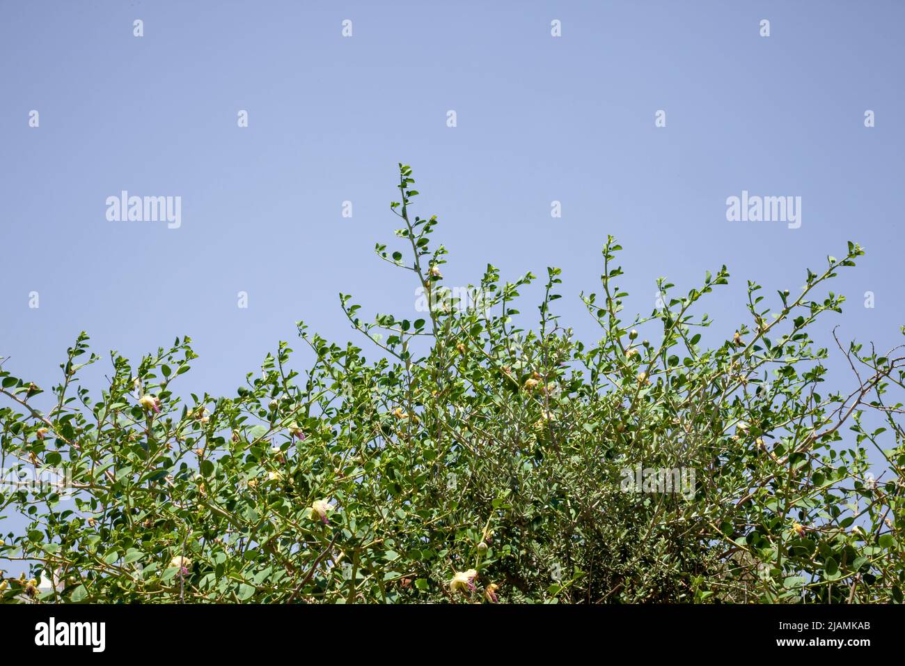 Capperi piante. Un cespuglio di capperi selvaggi con un cielo blu. Foto Stock