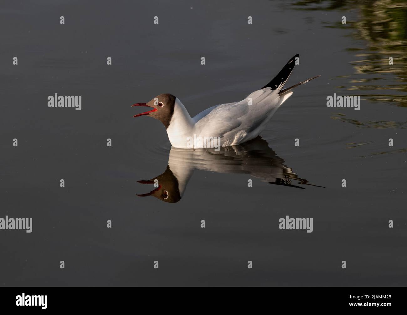 Norfolk Broads Norfolk Wildlife and BirdLife England May 2022 Gull a testa nera, Larus ridibundus The Broads (noto per scopi di marketing come The Broa Foto Stock