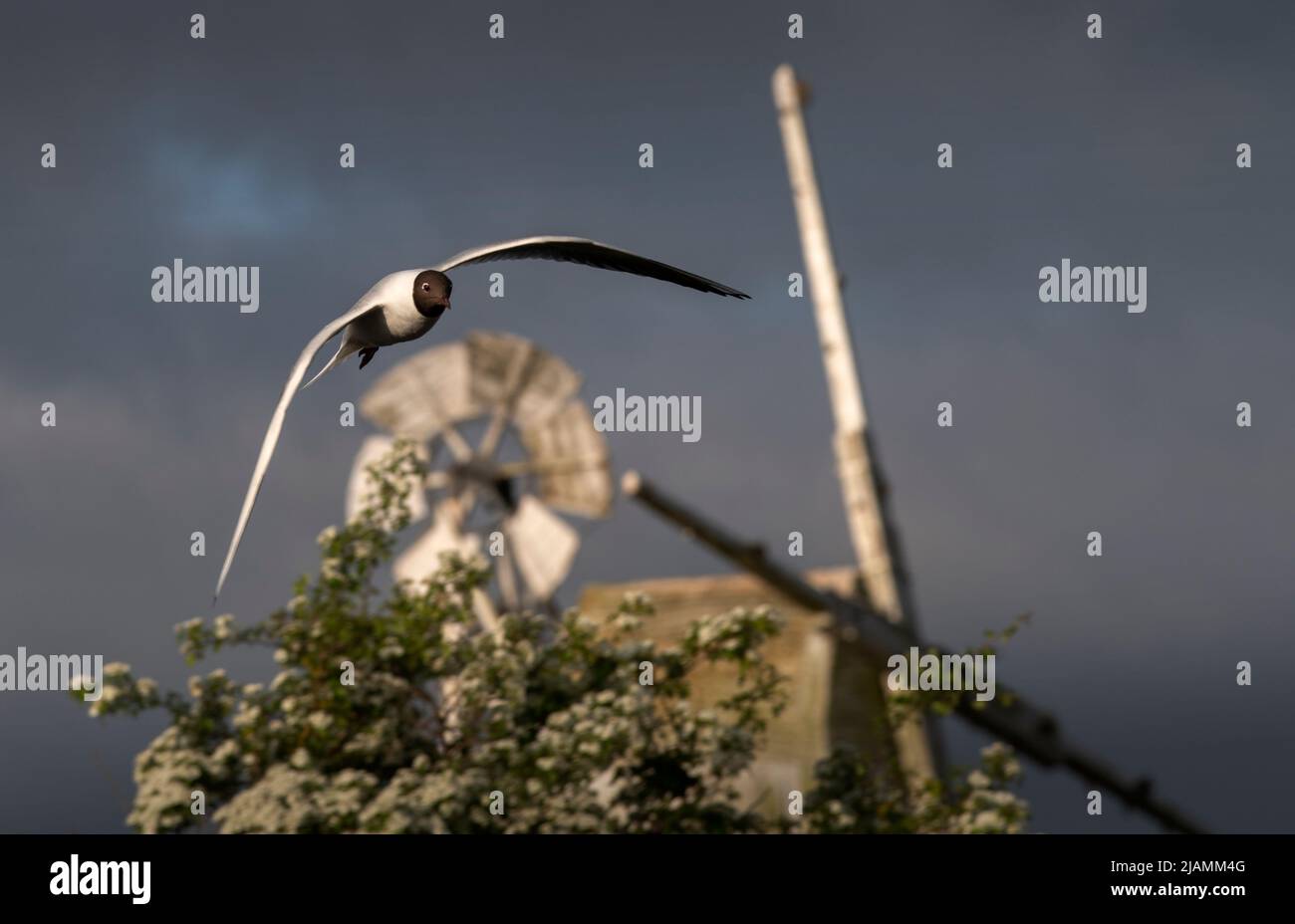 Norfolk Broads Norfolk Wildlife and BirdLife England May 2022 Gull a testa nera, Larus ridibundus The Broads (noto per scopi di marketing come The Broa Foto Stock