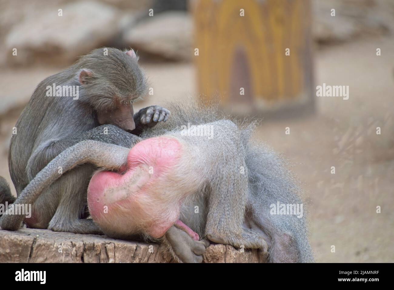 Hamadryas Baboon prendersi cura l'uno dell'altro. Foto di alta qualità Foto Stock