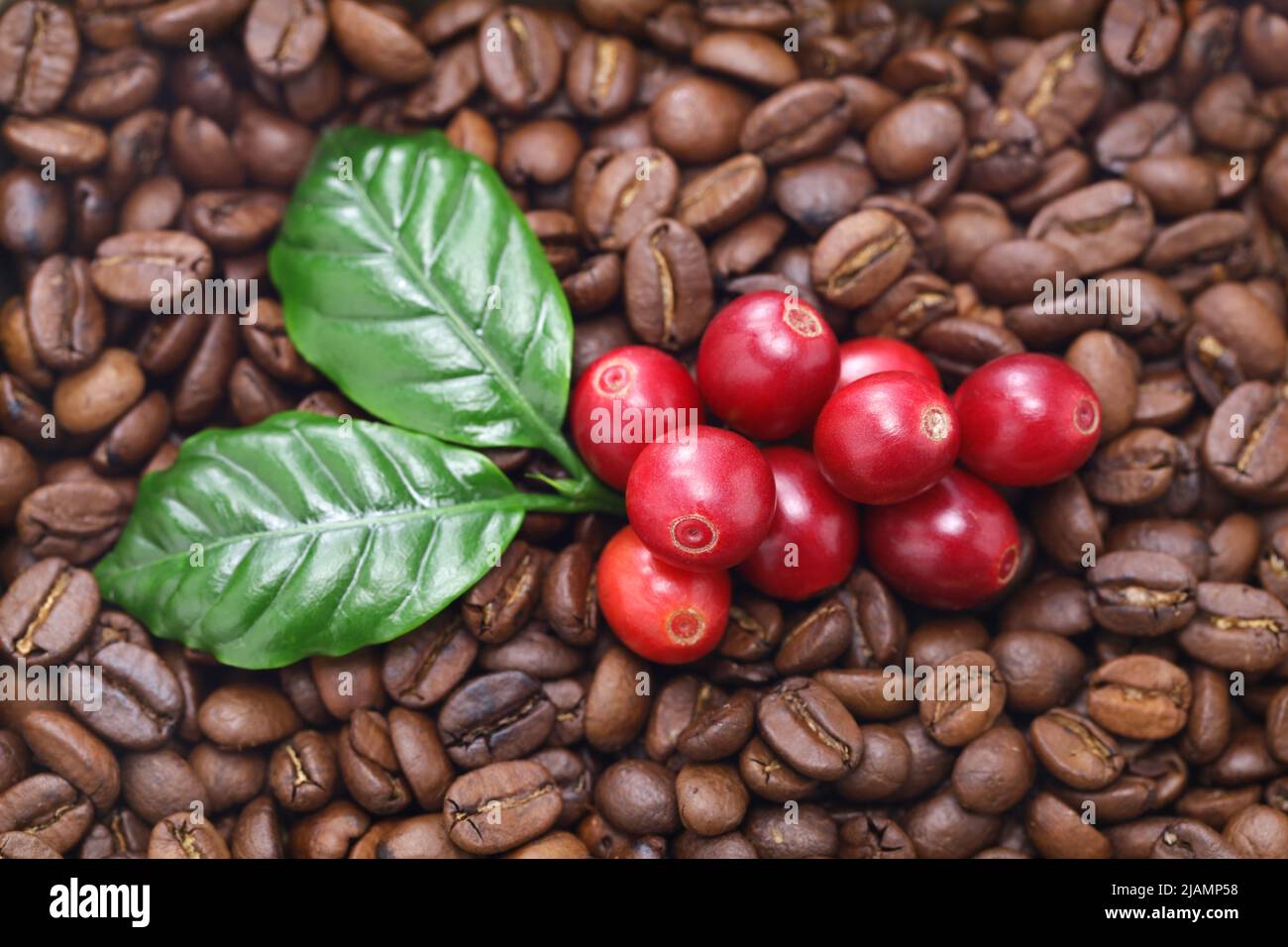 chicchi di caffè rosso fresco con foglie Foto Stock