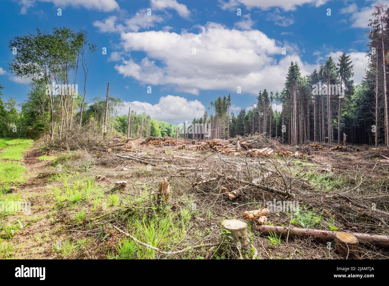Processore smistato i registri come risultato di tempesta danno conifere pacco da tempesta Eunice nell'inverno del 2022 Kleuvenveen tenuta vicino anderen Foto Stock