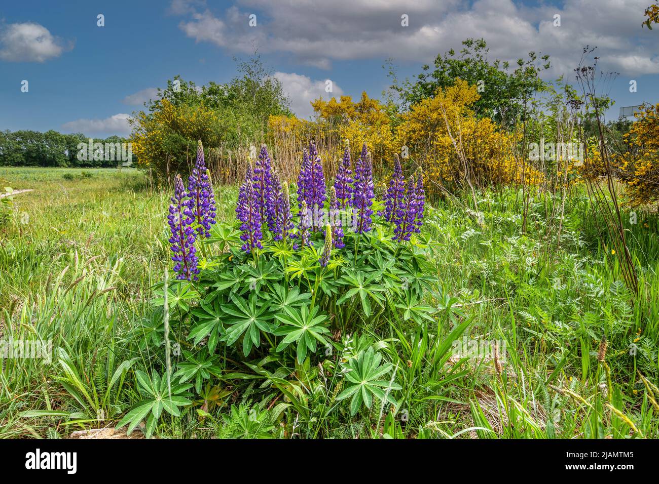 Primo piano di blu porpora fioritura lupino giardino, Lupinus perennis, con sullo sfondo giallo ginestra fiorente, Cytisus scoparius, in cespugli selvaggi Foto Stock