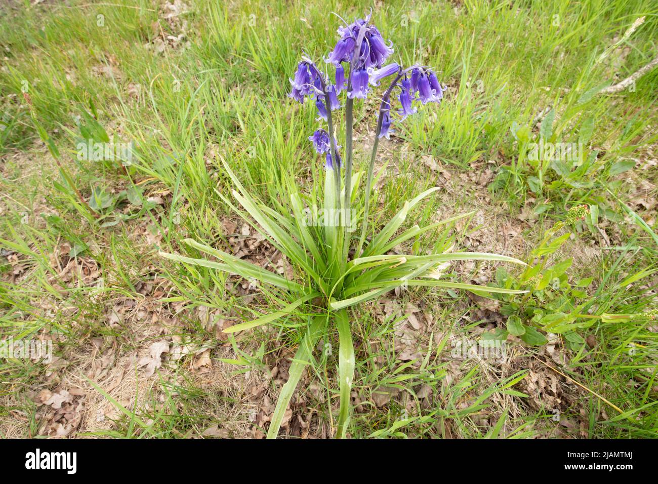 Primo piano di Bluebells, Hyacinthoides hispanica, con belle campane blu complete di foglie e steli in ambiente naturale e fioritura Foto Stock