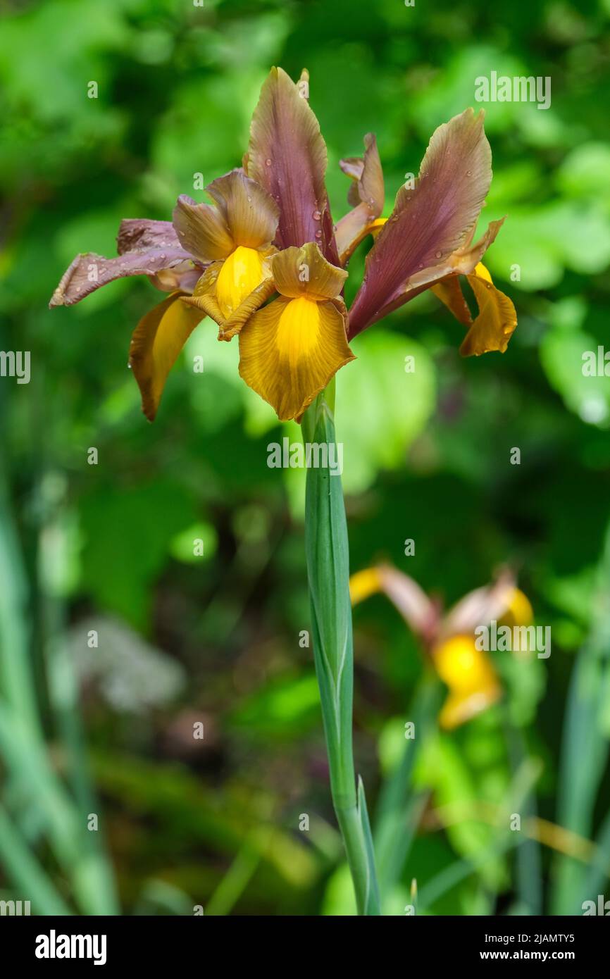 Iris hollanica 'Autumn Princess', olandese Iris 'Autumn Princess'. Foto Stock