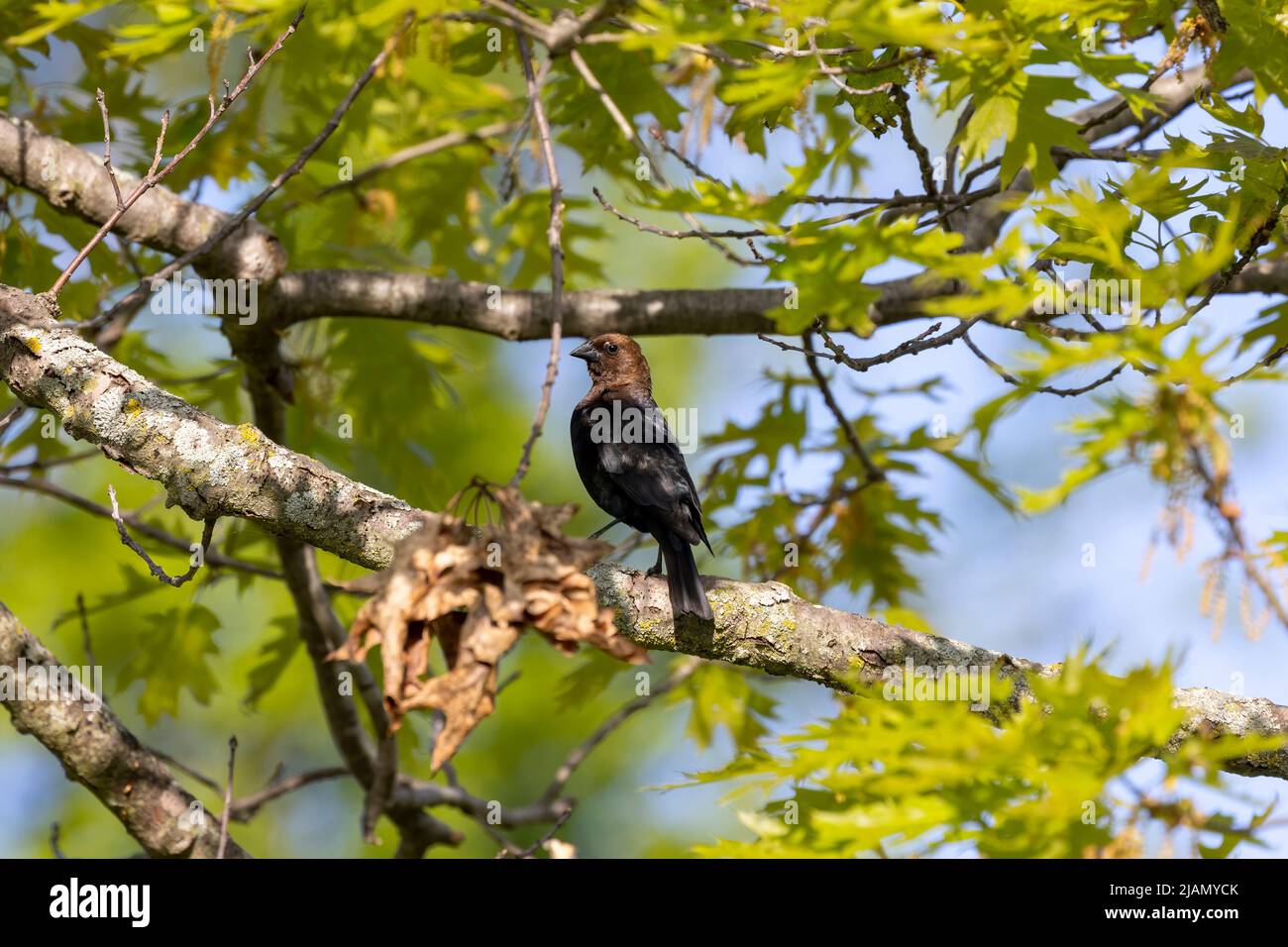Il cowbird di testa marrone (Molothrus ater) . Uccello parassita nativo a temperato e subtropicale Nord America che depone le uova nei nidi di altro bir Foto Stock
