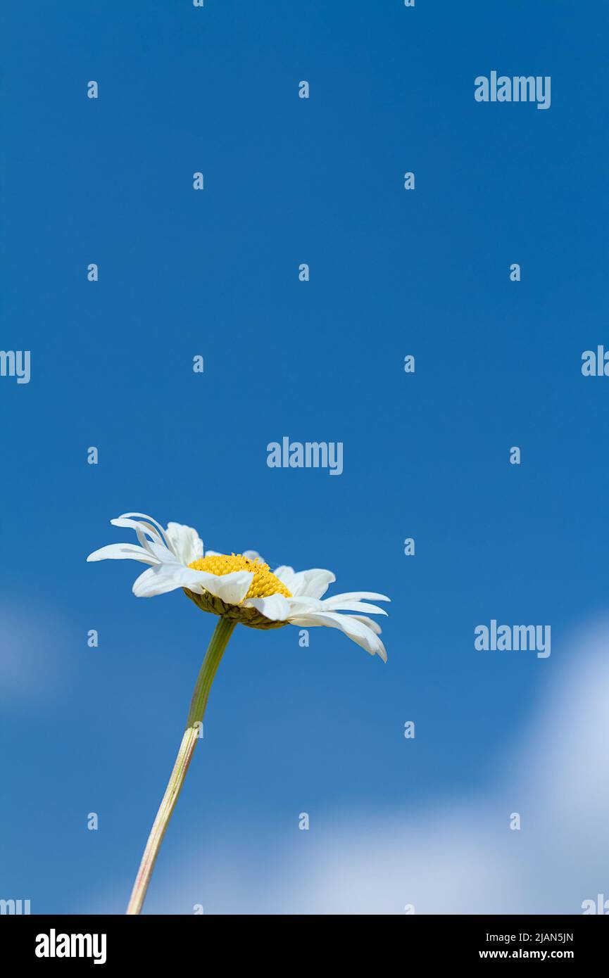 Singolo fiore di e Oxeye Daisy, Leuchanthemum vulgare, isolato contro Un cielo blu, Chrsitchurch UK Foto Stock