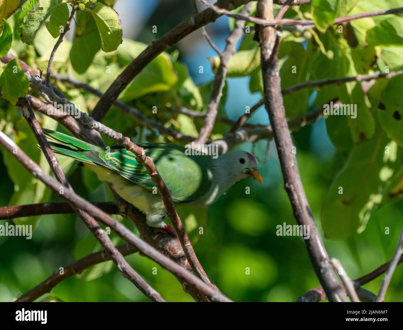 Atoll Fruit-dove, Ptilinopus coralensis, un uccello endemico dell'isola che si trova solo nelle isole Tuamotu della Polinesia Francese Foto Stock