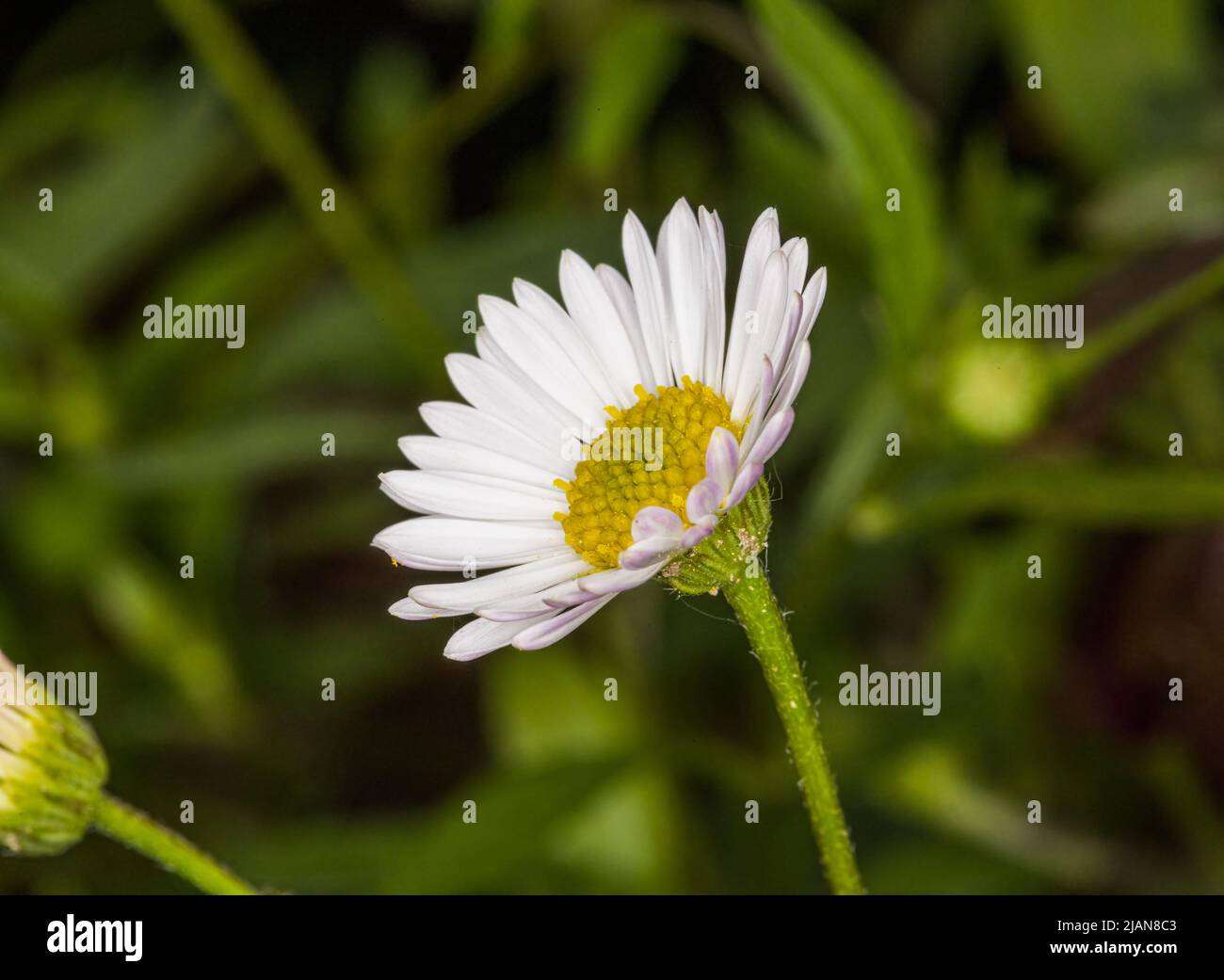 Un unico fiore bianco di Erigeron Karvinskianus o il messicano fleabane. Foto Stock