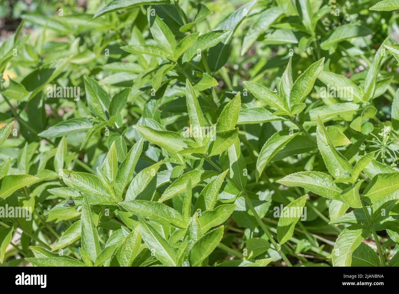 Foglie di Mercurio velenoso del cane / Mercurialis perennis in Cornish hedgerow. Pianta una volta usato in medicina tradizionale per rimedi a base di erbe. Foto Stock