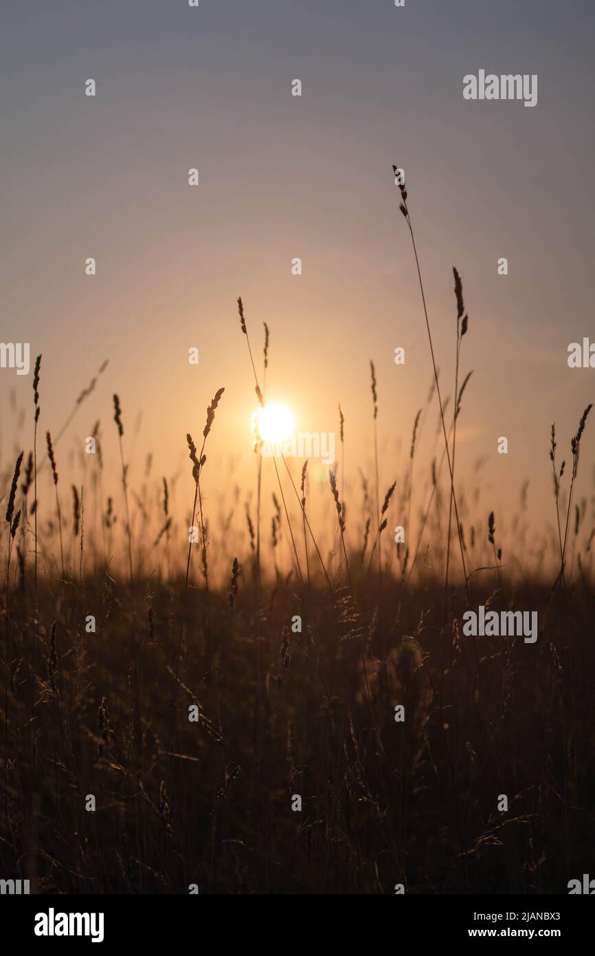 Tramonto dietro un campo Foto Stock