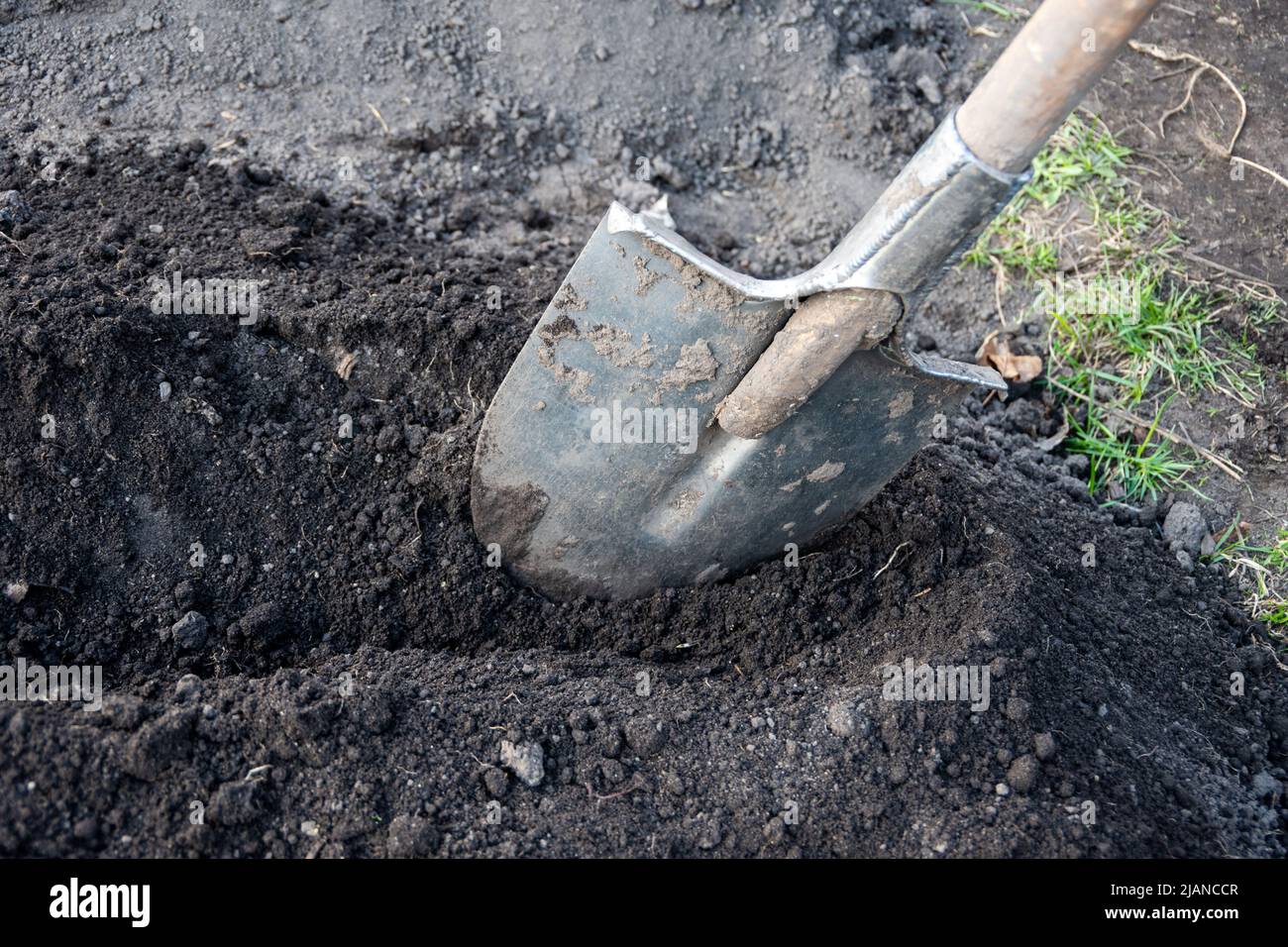 Scavando un buco per piantare alberi con una vecchia pala di metallo. Lavori stagionali in giardino. Preparazione di suolo per piantare. Raccolto. Foto Stock