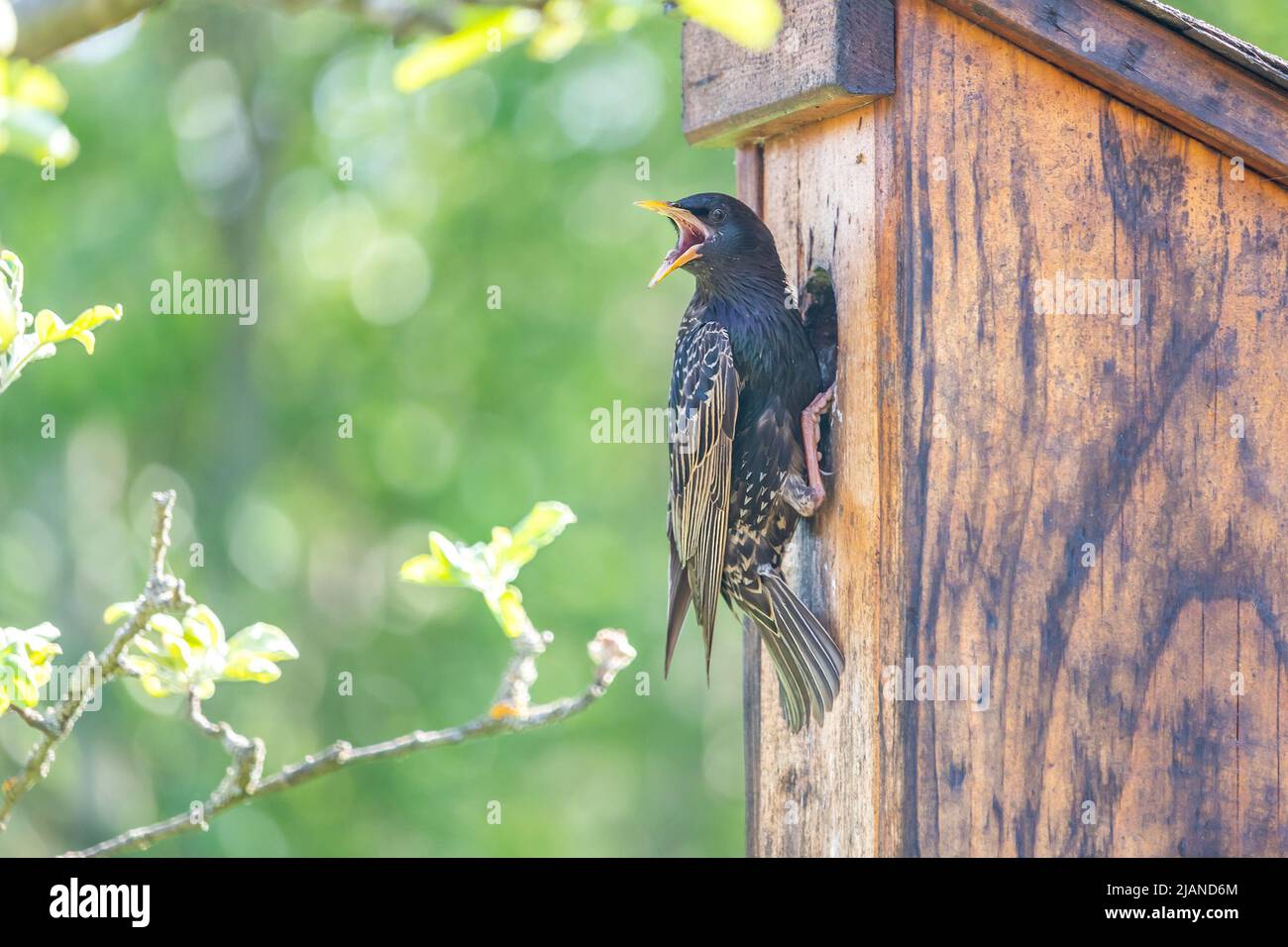 uccello starling nel foro di ingresso di un birdhouse in legno Foto Stock